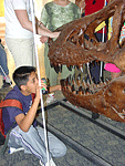 Little boy looking at a T-Rex fossil